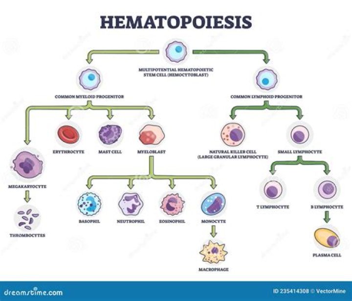 What is the process of hematopoiesis?