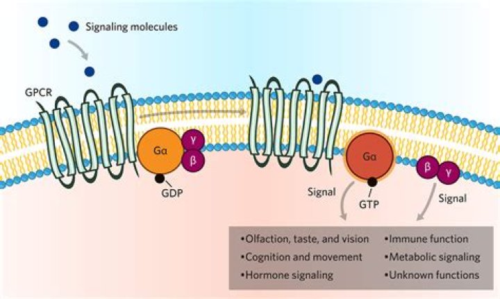 What is the protein encoding sequences?