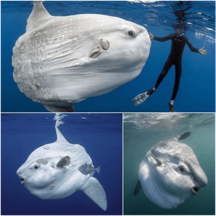 What is the purpose of a sunfish