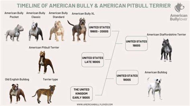 What is the rarest pitbull breed?