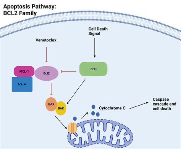 What is the role of BCL-2?