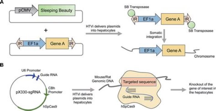 What is the role of transposase?