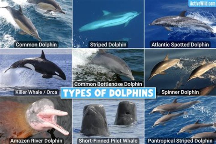 What is the scientific classification of a dolphin?