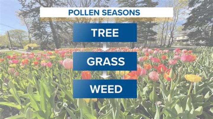 What is the season for grass pollen?