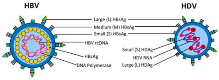 What is the size of hepatitis B virus?