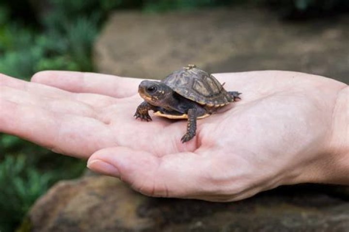 What is the smallest aquatic turtle?