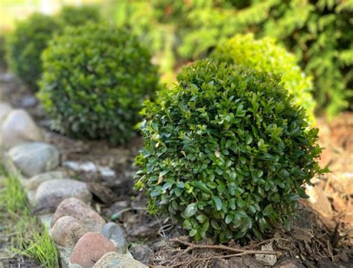 What is the smallest boxwood variety
