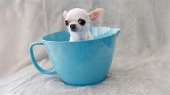 What is the smallest real car in the world?