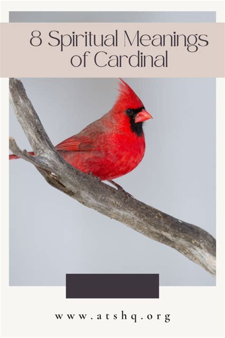 What is the spiritual meaning of a cardinal?
