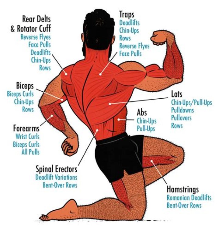 What is the superficial muscle of the back?