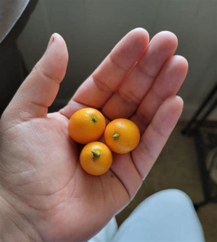 What is the tiny orange fruit called?