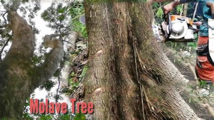 What is the use of Molave tree?