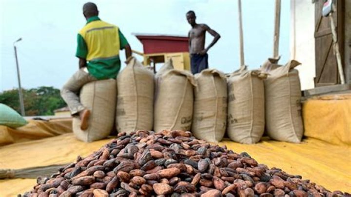 What is the work of Ghana cocobod?