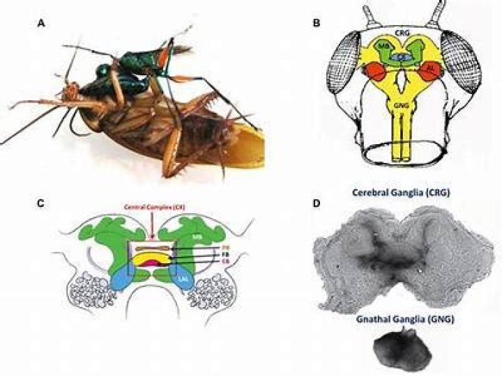 What is thoracic ganglia?