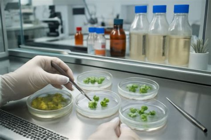 What is tissue culture technology?