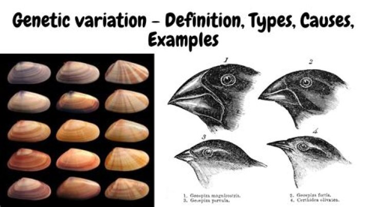 What is type 1b variation?