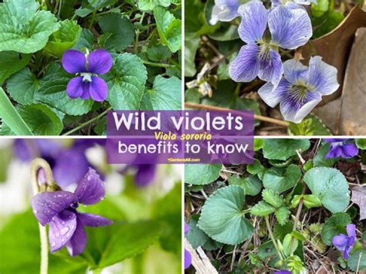 What is Viola herb