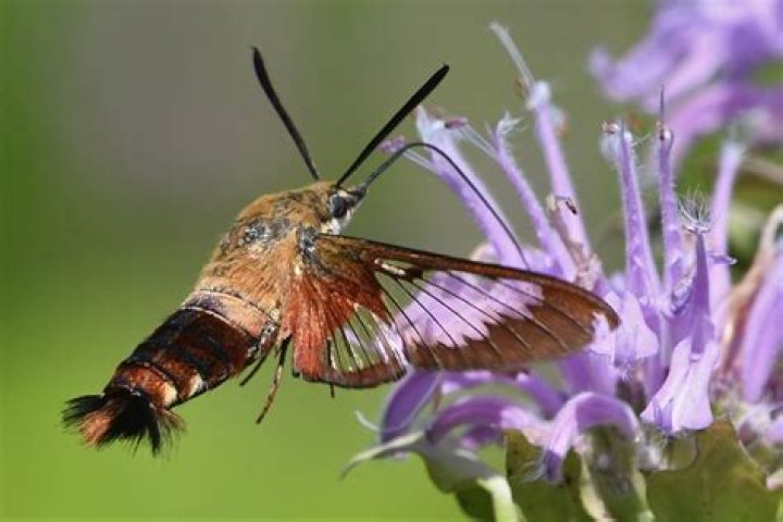 What kind of moths look like hummingbirds?