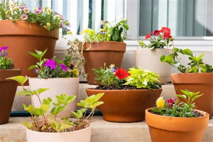 What kind of pots are best for plants