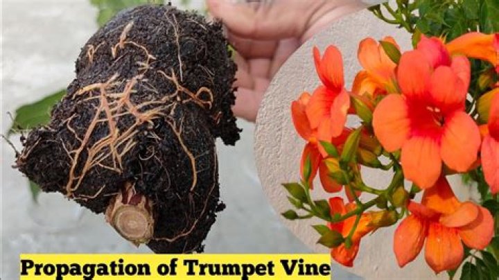 What kind of soil do trumpet vines like