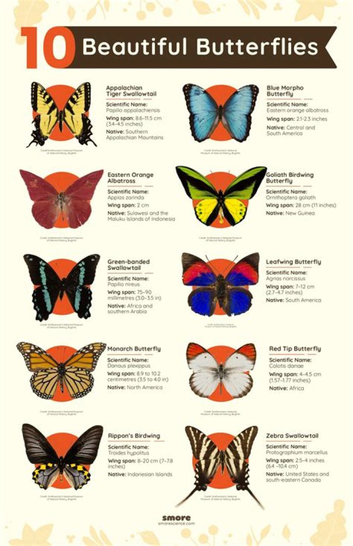What kinds of butterflies live in Wisconsin?