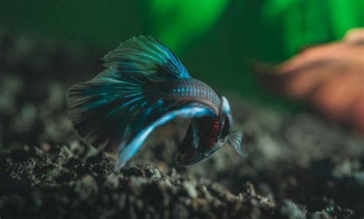 What kinds of fish can live with a betta?