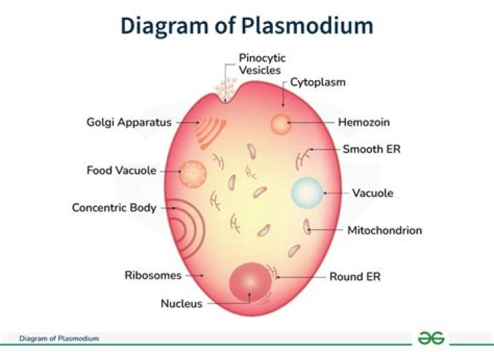 What kingdom does Plasmodium vivax belong to?