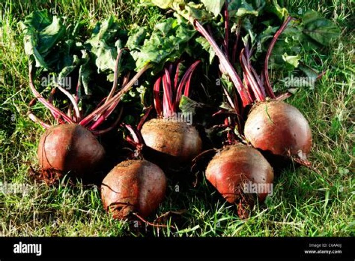 What month are beets harvested?