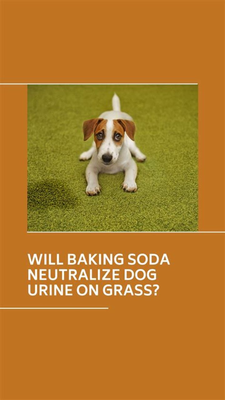 What neutralizes the smell of dog urine?