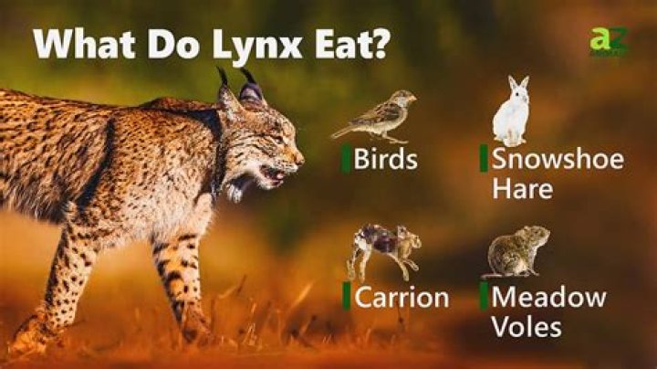 What noise does a lynx?