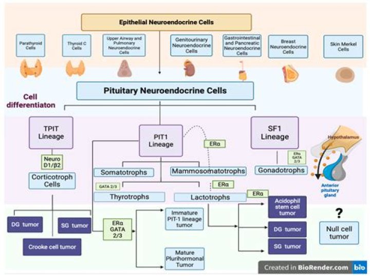 What percentage of neuroendocrine tumors are hereditary?