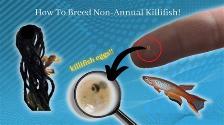 What pH do killifish need?