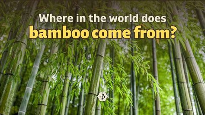 What plant does bamboo come from