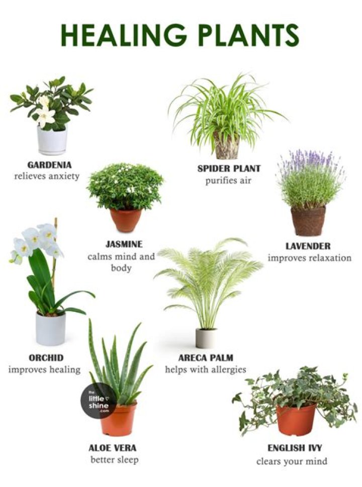 What plant has healing powers?