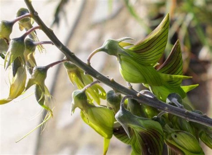 What plant has leaves that look like a hummingbird