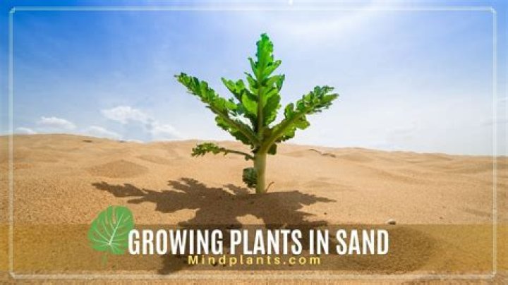 What plants grow in the desert and why