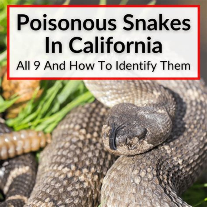 What poisonous snakes live in California