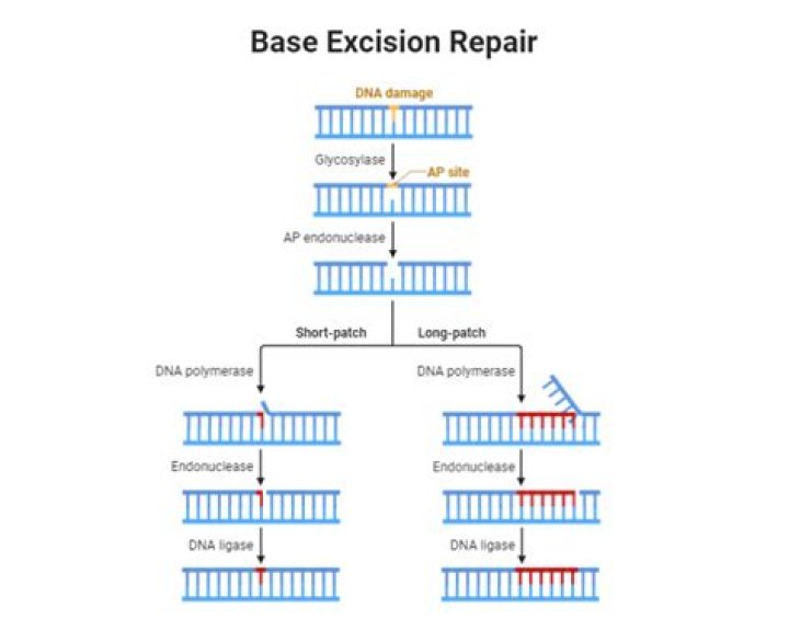 What proteins are involved in base excision repair?