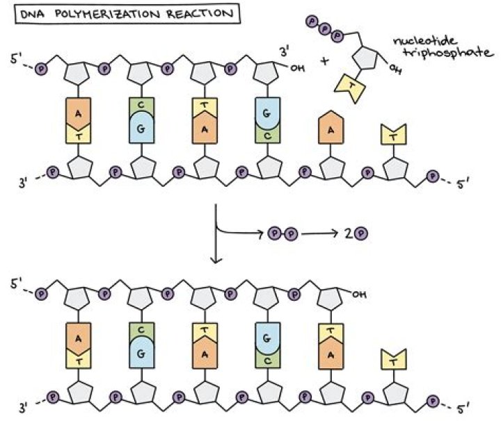What reaction is catalyzed by DNA polymerase III?