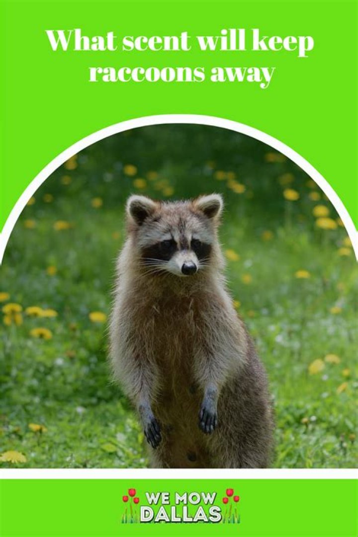 What scent will keep raccoons away?
