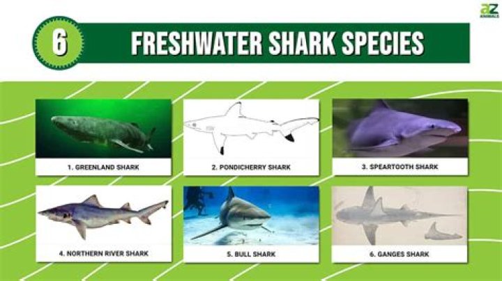 What sharks can live in freshwater?