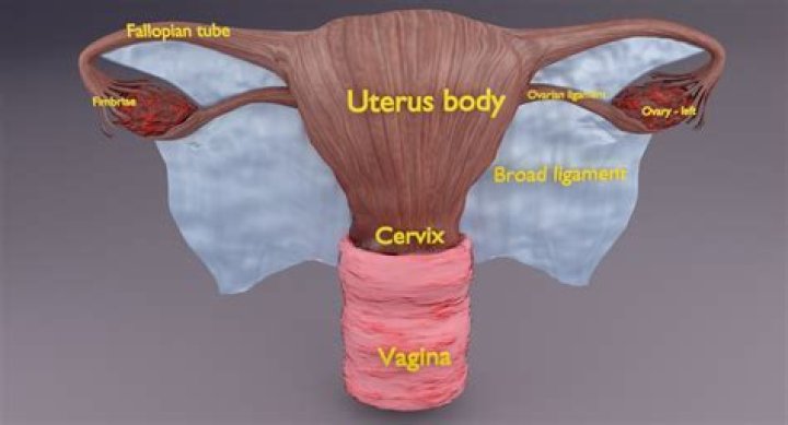 What side of the uterus is a boy on?