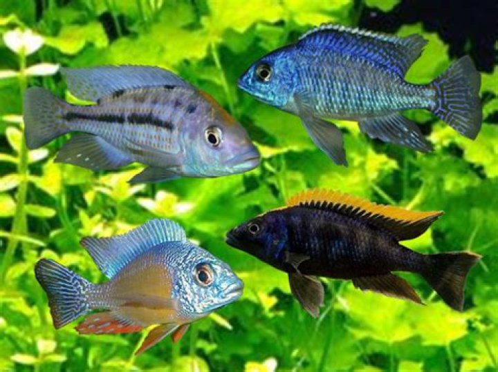 What size tank do I need for Malawi cichlids?