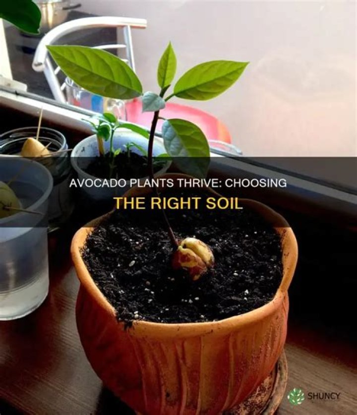 What soil is best for avocado