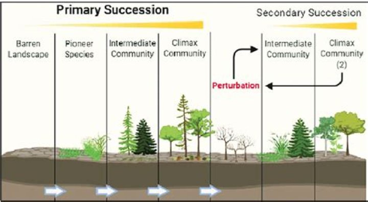 What stages occur in both primary and secondary succession