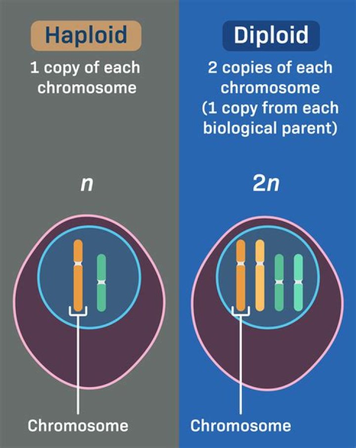 What stages of meiosis are diploid and haploid?