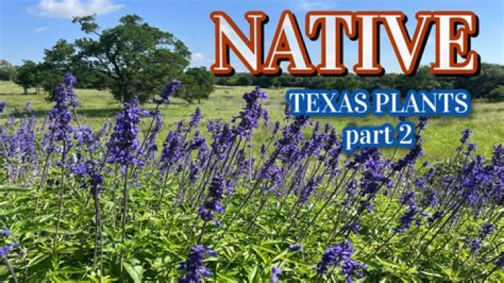 What stones are native to Texas?
