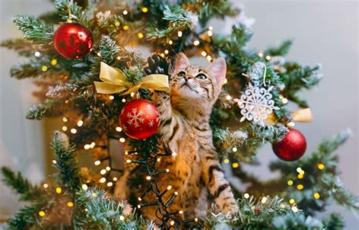 What stops cats near Christmas trees?