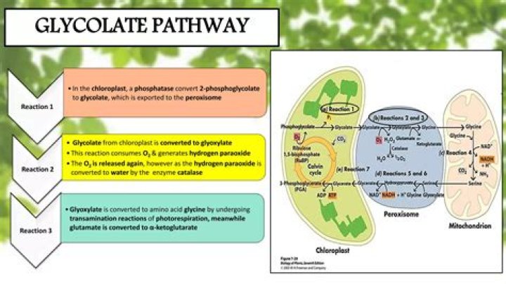 What three organelles are involved in the glycolate pathway?