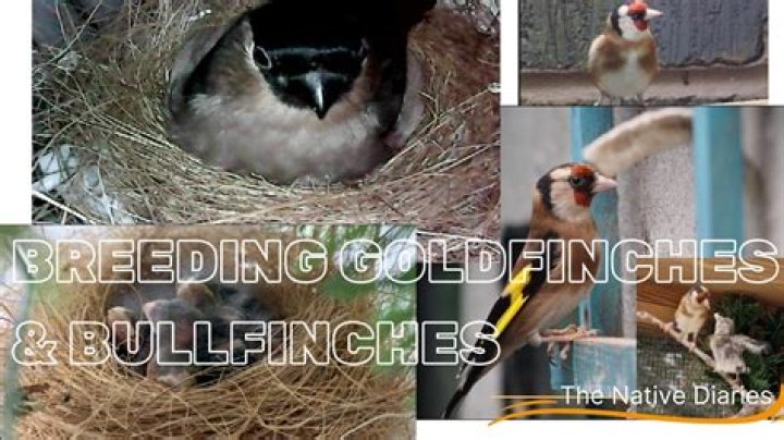What time of year do Goldfinches nest?